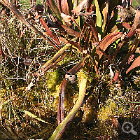 Old pitchers of a Sarracenia flava in winter.