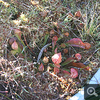 In einer dicken Sphagnumschicht zeigt sich diese Sarracenia psittacina im Januar sehr vital.