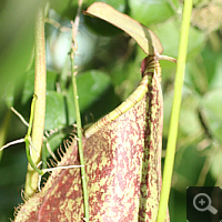 Nepenthes-hybrid (Nepenthes spec.).