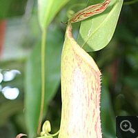 Nepenthes-Hybride (Nepenthes spec.).