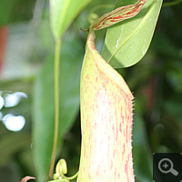 Nepenthes-hybrid (Nepenthes spec.).