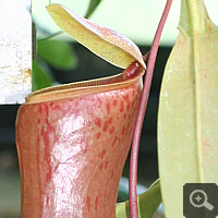 Nepenthes-hybrid (Nepenthes spec.).