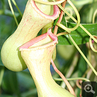 Nepenthes-Hybride (Nepenthes spec.).