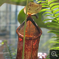 Nepenthes-hybrid (Nepenthes spec.).