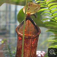 Nepenthes-Hybride (Nepenthes spec.).