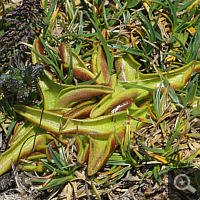 Pinguicula alpina.