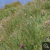 Biotope of Pinguicula alpina near Oberstdorf. The habitat is characterized by sedges.