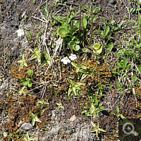 Biotope of Pinguicula alpina near Bad Mitterndorf (Austria).