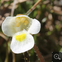 Blossom of Pinguicula alpina with a captured fungus gnat.