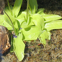 Large-flowered butterwort (Pinguicula grandiflora).