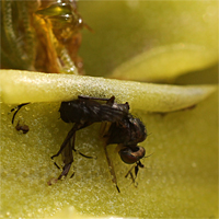 Eine Pinguicula vulgaris mit Beute.