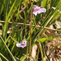 Ungewöhnlich großblütige und hellblühende Pinguicula vulgaris.