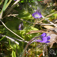 Blühende Pinguicula vulgaris.