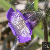 Common Butterwort (Pinguicula vulgaris), flower in May 2011 at the natural habitat.
