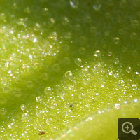 Macro shot of the tentacles of a Pinguicula vulgaris.