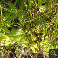 Fettkräuter, wie hier Pinguicula vulgaris, findet man fast immer in kleinen Gruppen.