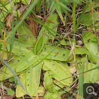 Ungewöhnlich großblättrige Pinguicula vulgaris, gefunden im Landkreis Bad Tölz.