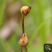 Seed vessel of a Pinguicula vulgaris.