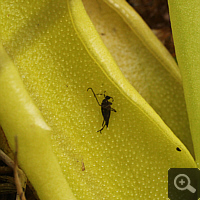 A Pinguicula vulgaris with prey.