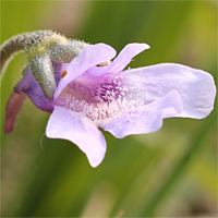 Ungewöhnlich großblütige und hellblühende Pinguicula vulgaris.