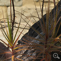 Taupflanze (Roridula gorgonias).