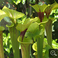 Gelbe Schlauchpflanze (Sarracenia flava var. ornata).