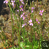 Schusspflanze (Stylidium spec.).