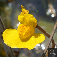 Blüte von Utricularia australis.