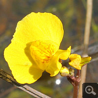 Die Unterlippe von Utricularia australis ist flach ausgebreitet, bei Utricularia vulgaris sind die Seitenlappen hingegen nach unten geschlagen.