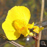 The lower lip of the corolla of Utricularia australis is spread flat, whereas in the case of Utricularia vulgaris lateral lobes tilt downwards.