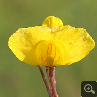 Front view of a blossom of Utricularia australis.