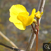 Seitenansicht der Blüte von Utricularia australis.