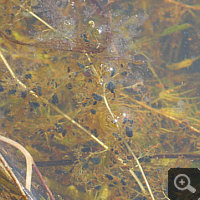 Triebe von Utricularia australis. Die Fallen sind hocheffektiv. In nahezu allen Fallen sieht man Beutetiere, die Fallen sind daher nicht transparent, sondern schwarz.