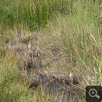 Habitat of Utricularia australis. It is a small flume within a fen in South Germany.