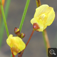 Blossom of Utricularia minor.