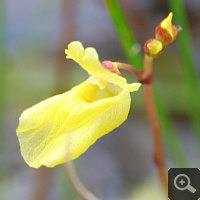 Blüte von Utricularia minor.