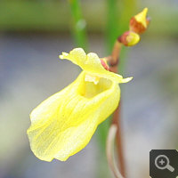 Blüte von Utricularia minor.
