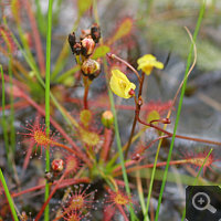 Utricularia minor zusammen mit Drosera intermedia.