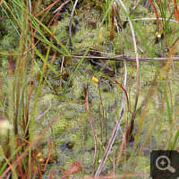 Mass occurrence of Utricularia minor.