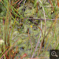 Massenbestand von Utricularia minor.