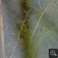 Sprout of Utricularia minor.