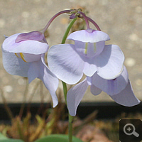 Epiphytischer Wasserschlauch (Utricularia reniformis), Blüte im Mai 2011.