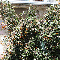 Großer Loquat-Baum in einem Hinterhof in Pula mit reichem Fruchtbehang (Istrien).