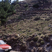 Phrygana landscape, habitat of many orchids (Crete).