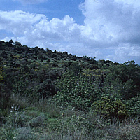 Phrygana auf der Akamas-Halbinsel (Zypern).