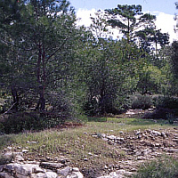 Phrygana near Souni, habitat of many orchids (Cyprus).