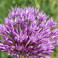 Iranischer Blumenlauch (Allium aflatunense).