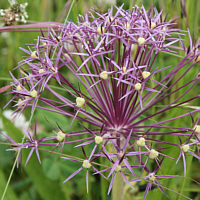 Stern-Kugellauch (Allium christophii).