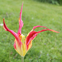 Tulipa acuminata.