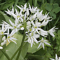 Bear's garlic (Allium ursinum).